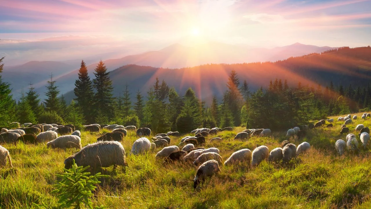 Sheep in a pasture