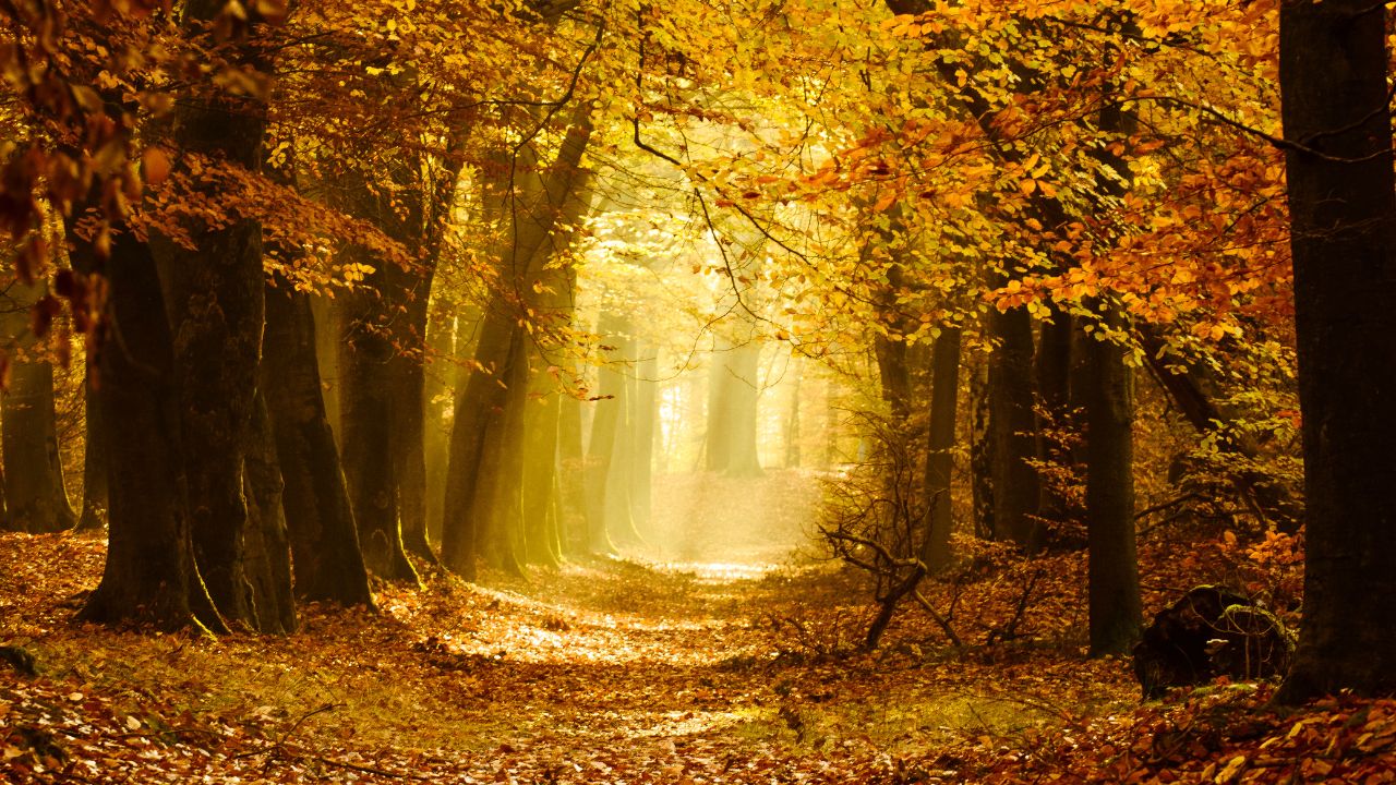 Path through the forest