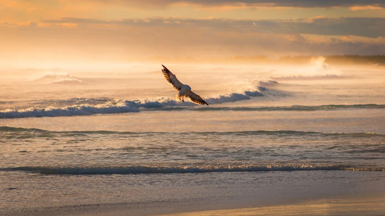 Seagull Flying over he beach at sunrise