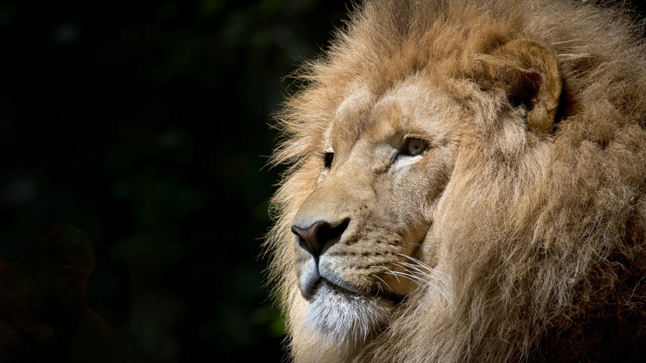 Head of an adult male African lion with a big mane.