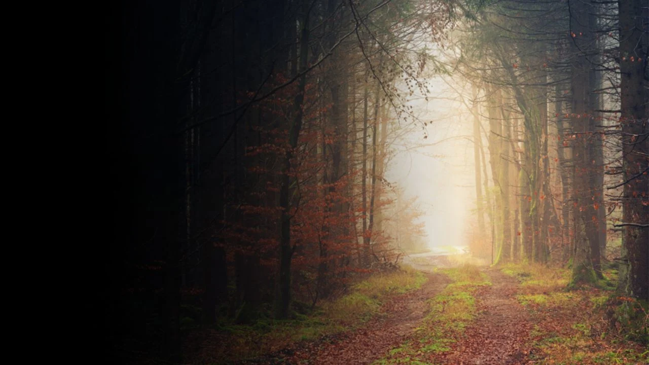 Pathway through the woods