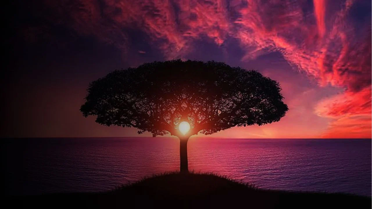 Sun Shining through the branches of a tree with a beautiful sunset in the background
