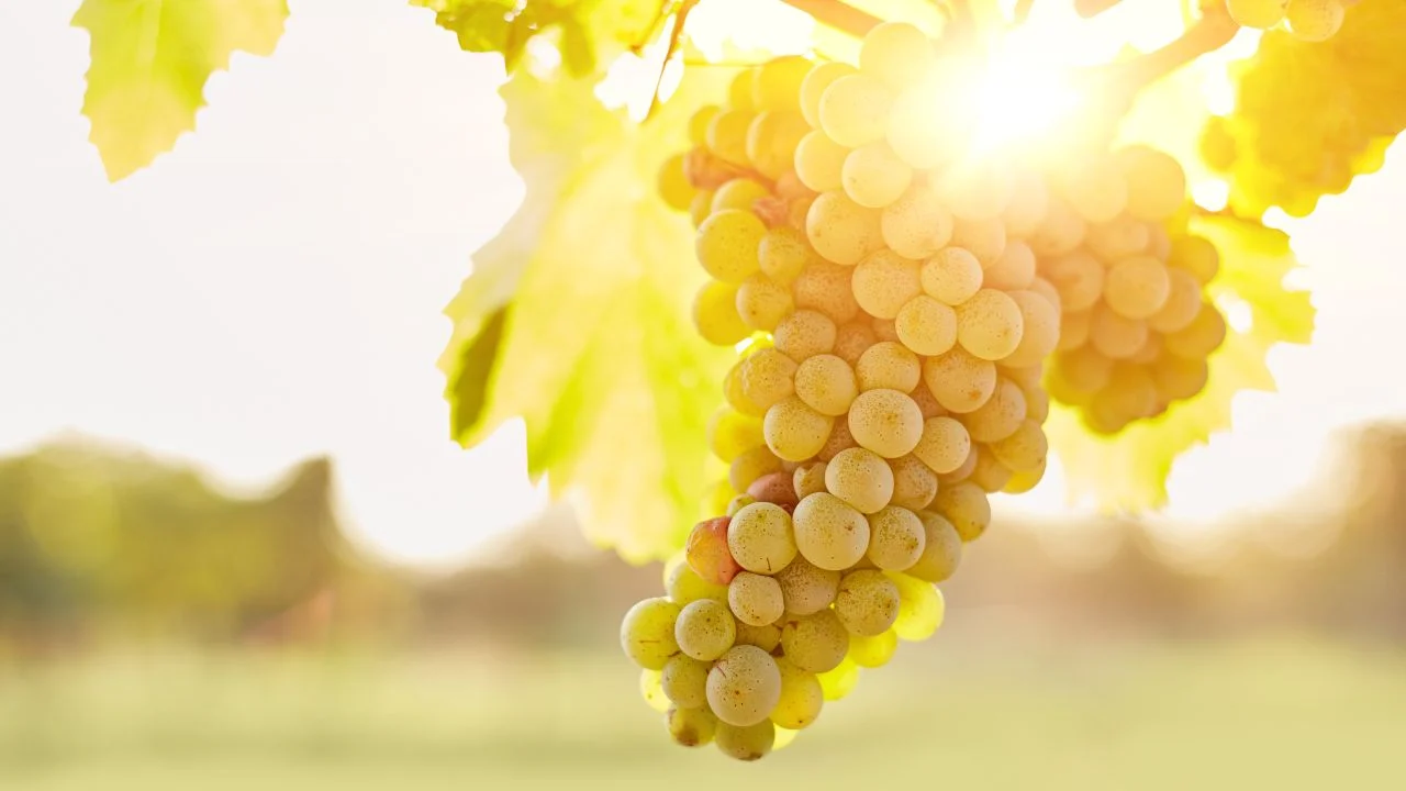 Grapes abiding on a grape vine